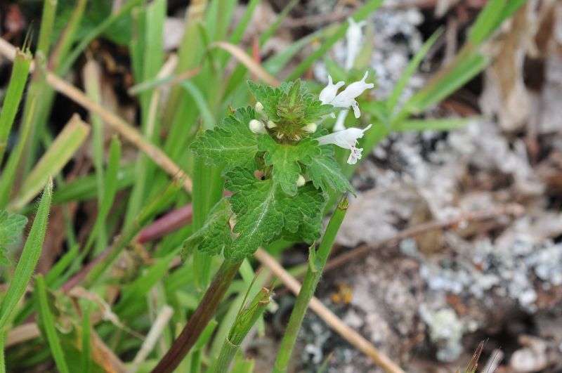 Lamium bifidum